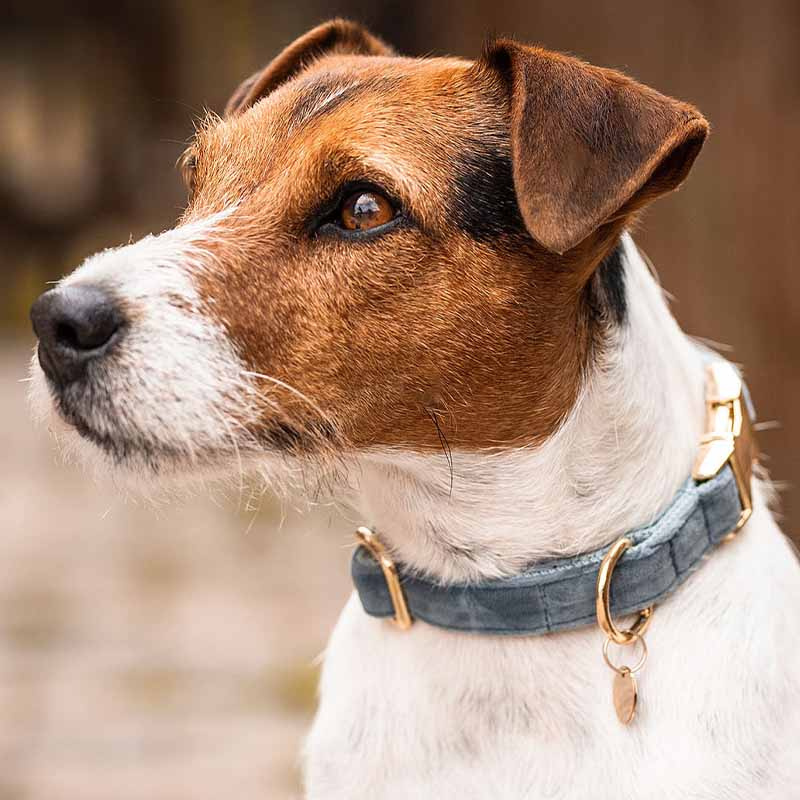 Collier pour chien en Velours Bleu Clair 