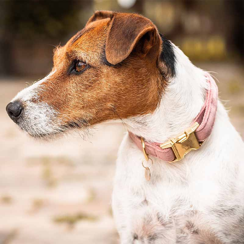 Collier pour chien en Velours Rose Vieux 