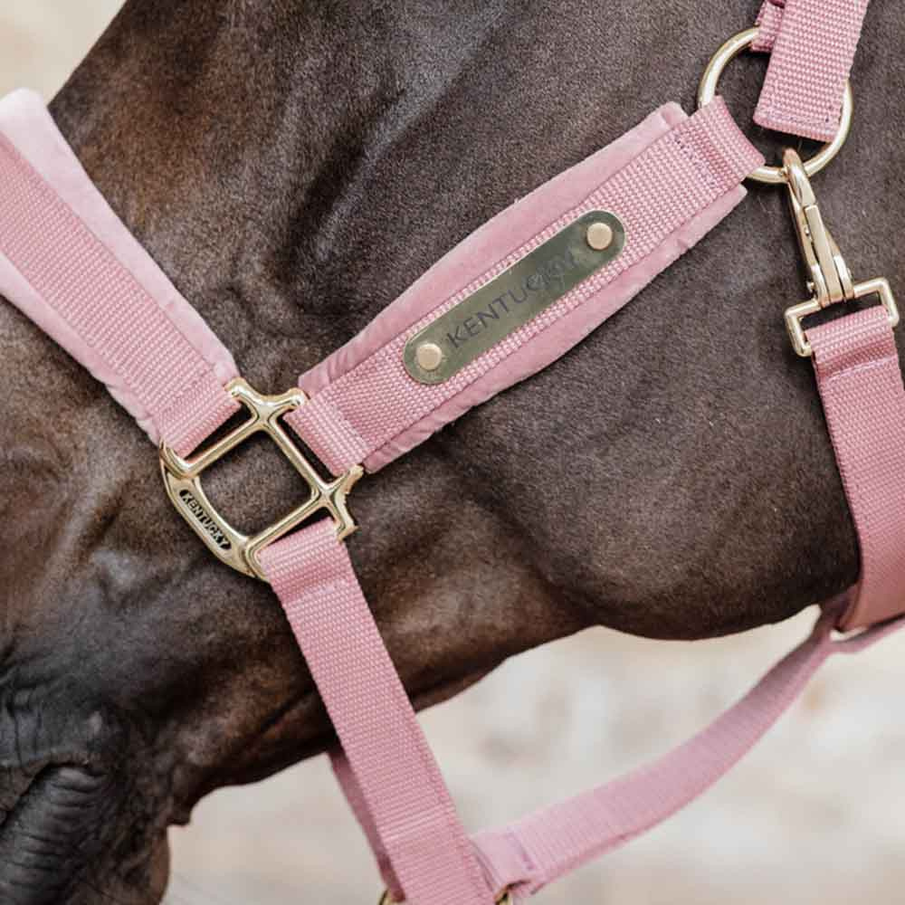 Licol Velvet Vieux Rose