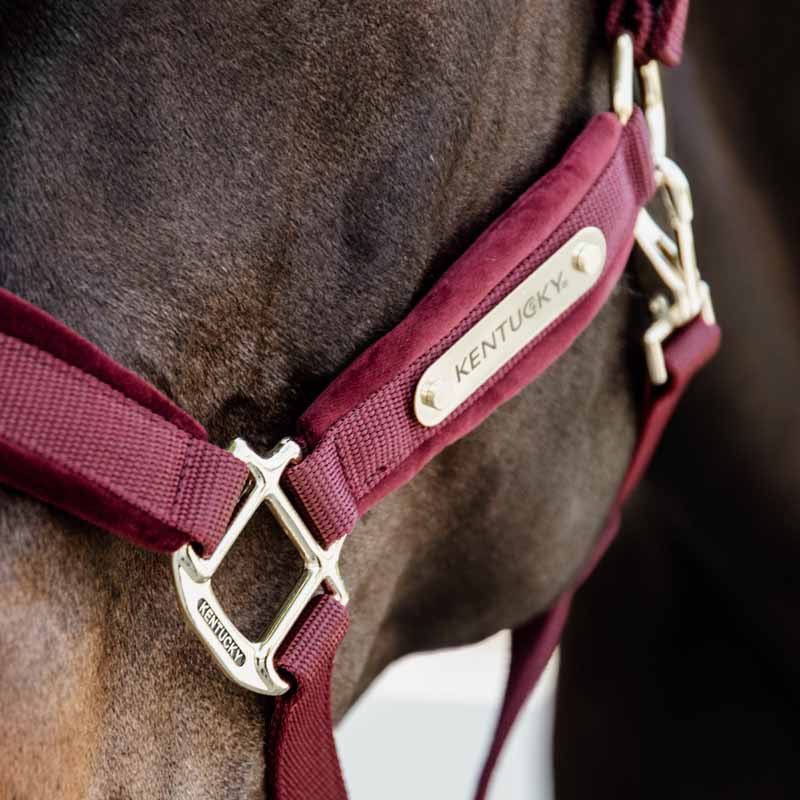 Licol Velvet Bordeaux