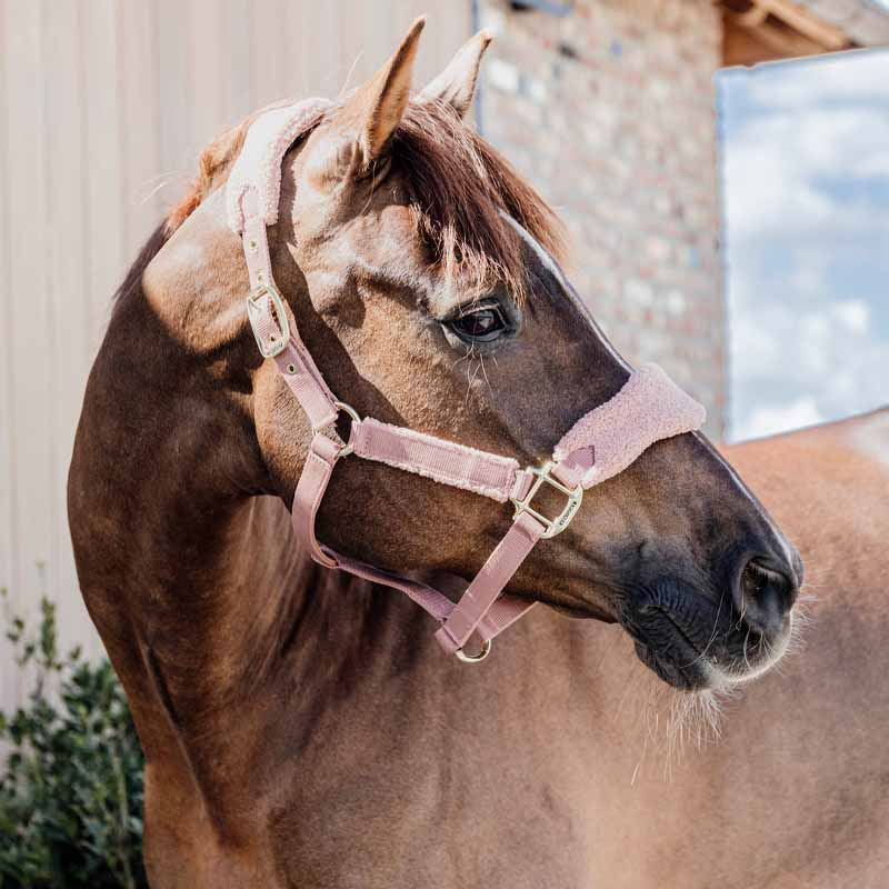 Licol Teddy Fleece Vieux Rose