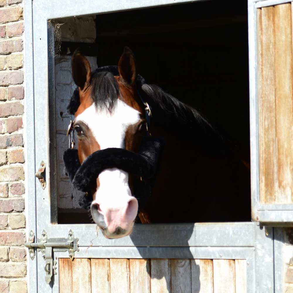 Ensemble peau de mouton pour licol Noir