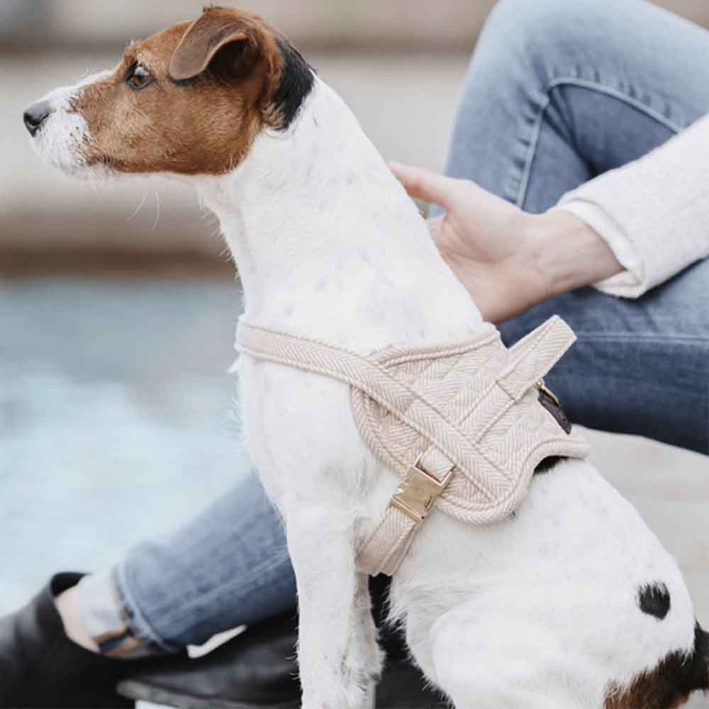 Harnais en laine pour chien Beige