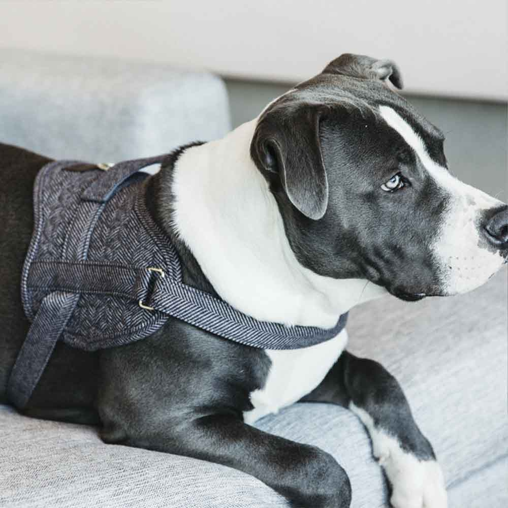 Harnais pour chien en laine gris 