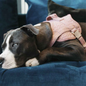 Harnais pour chien en laine rose 