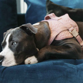 Harnais pour chien en laine rose Harnais pour chien en laine rose