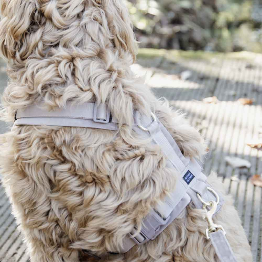 Harnais pour chien Active Velvet beige 