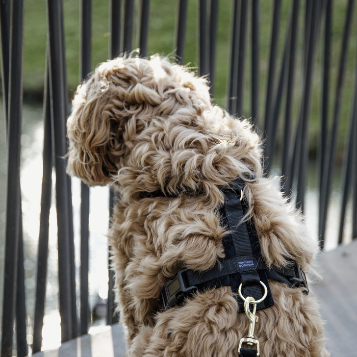 Harnais pour chien Active Velvet Noir 