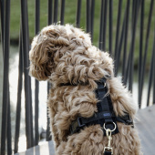 Harnais pour chien Active Velvet Noir Harnais pour chien Active Velvet Noir