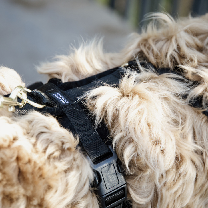 Harnais pour chien Active Velvet Noir 