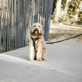 Harnais pour chien Active Velvet Noir Harnais pour chien Active Velvet Noir