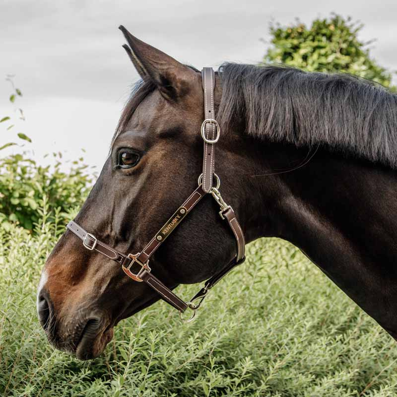 Halter en cuir Artificial Anatomic Flexible Marron