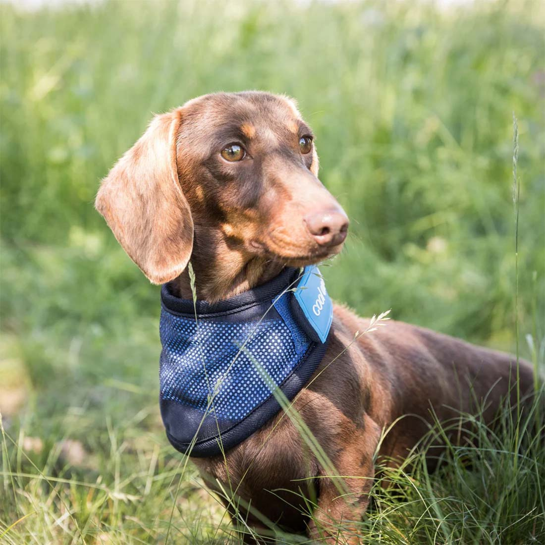 Écharpe/ Bandana pour chien Cool On Track Bleu