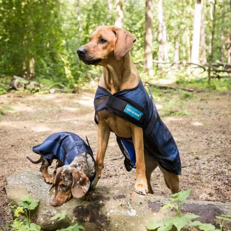 Manteau rafraîchissant pour chien Cool on Track 2.0 Bleu