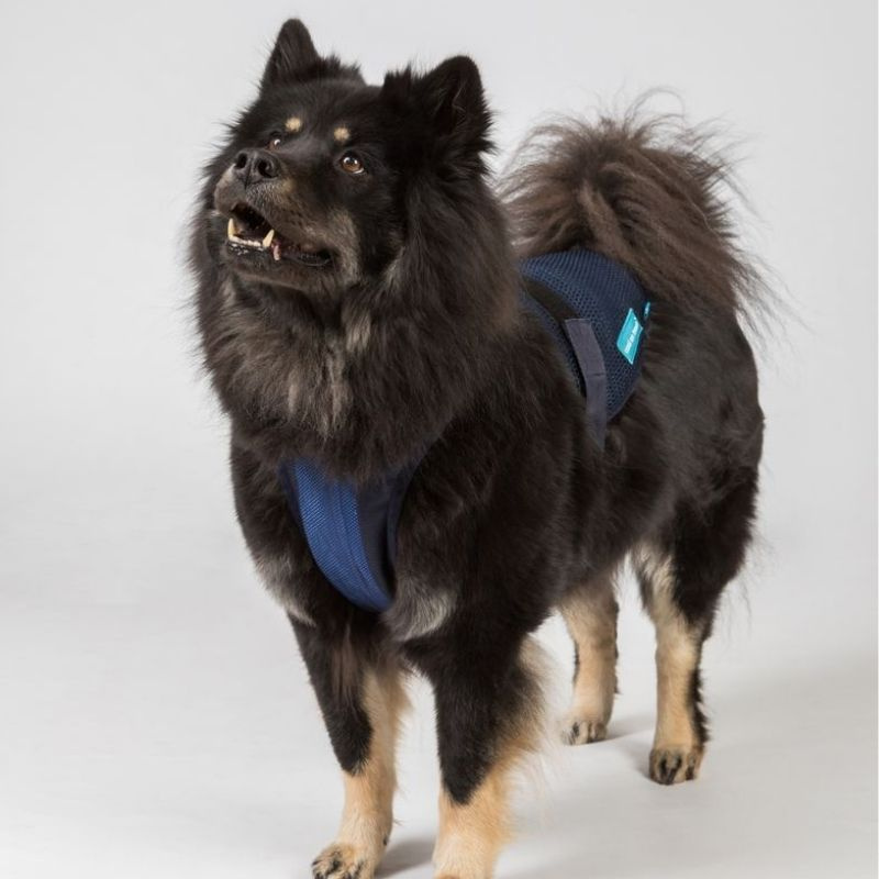 Harnais pour chien rafraîchissant Cool on Track Bleu