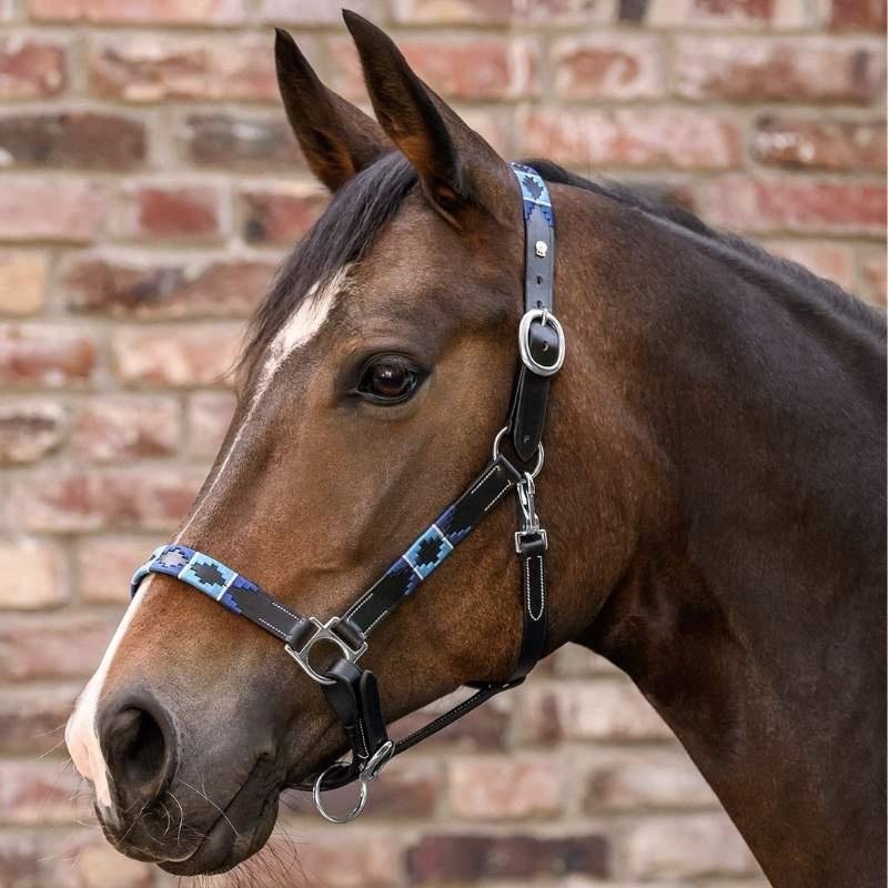 Licol en cuir Polo X-Line Noir/Bleu