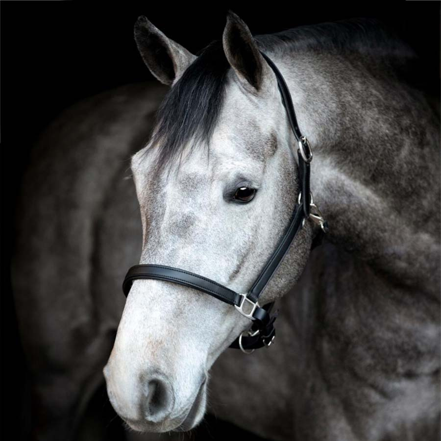 Licou en Cuir Sabine HG Noir