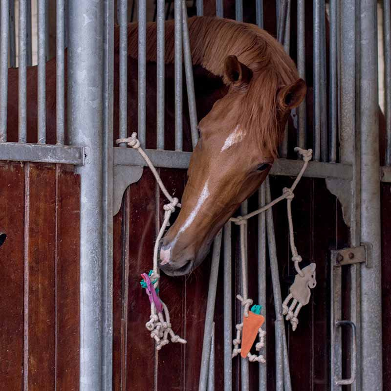 Jouet pour chevaux Crochet de box en Daim