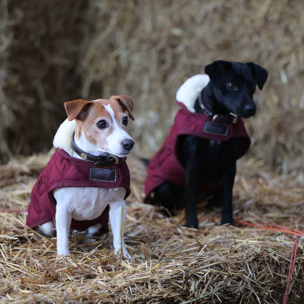 Couverture pour chien Original Bordeaux