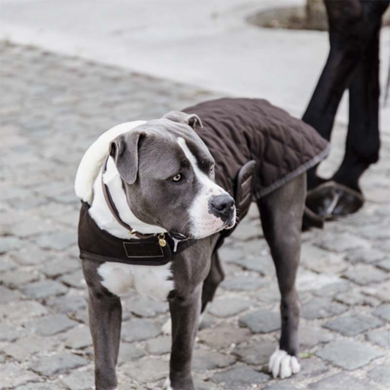 Couverture pour chien Original Marron 