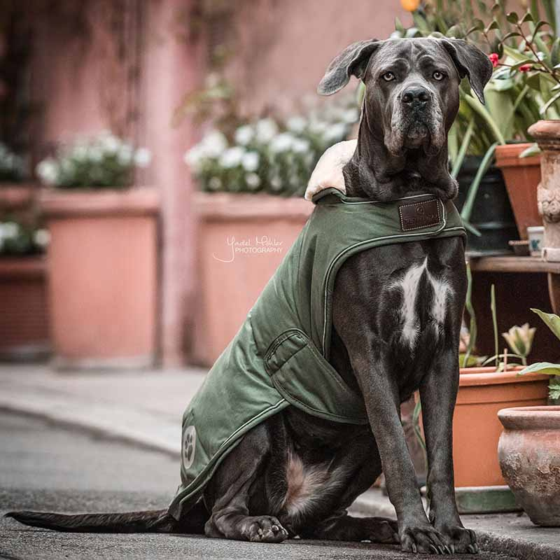 Couverture pour chien Waterproof 300g Vert olive 