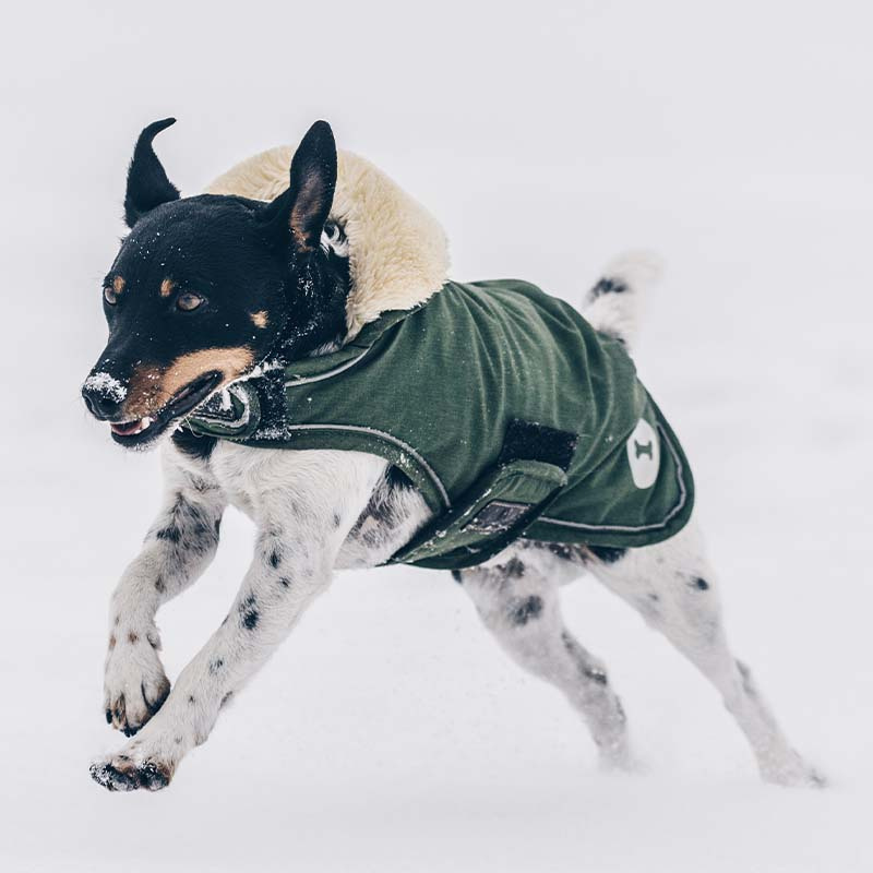 Couverture pour chien Waterproof 300g Vert olive 