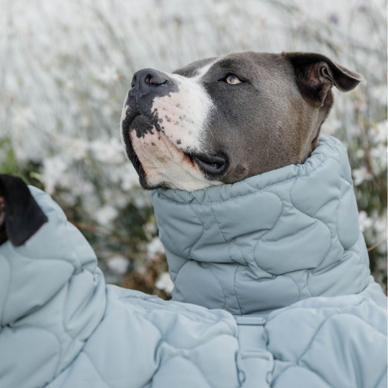 Manteau pour chien Winter Pina 160g Bleu