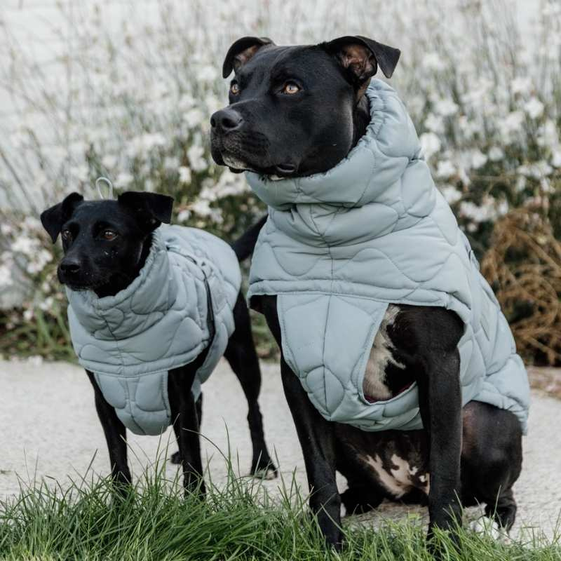 Manteau pour chien Winter Pina 160g Bleu