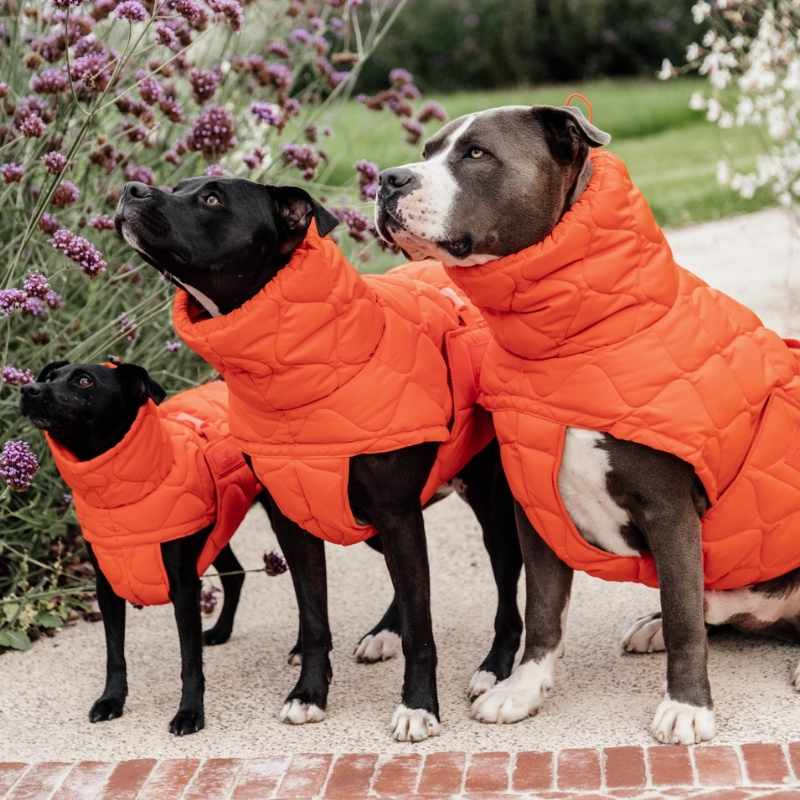 Manteau pour chien Winter Pina 160g Orange
