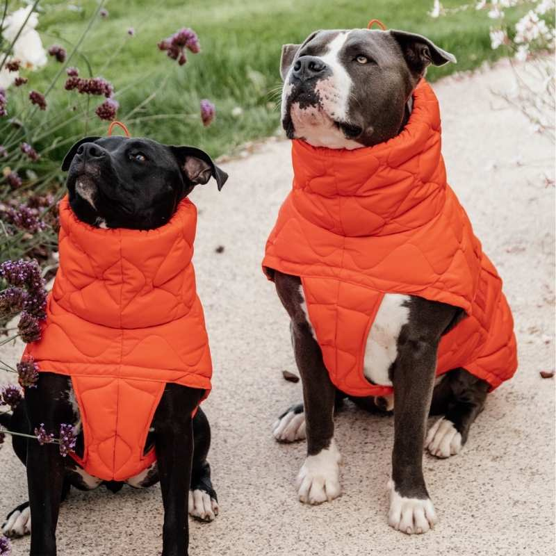 Manteau pour chien Winter Pina 160g Orange