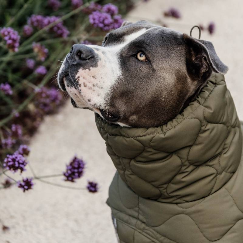 Manteau pour chien Winter Pina 160g Vert