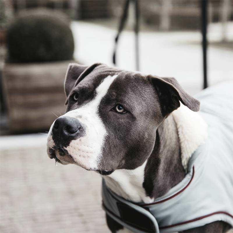 Couverture pour chien imperméable 160g Bleu