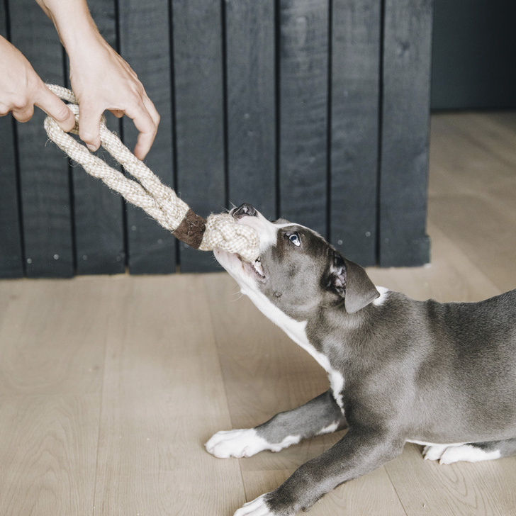 Jouet pour chien Corde en coton Beige