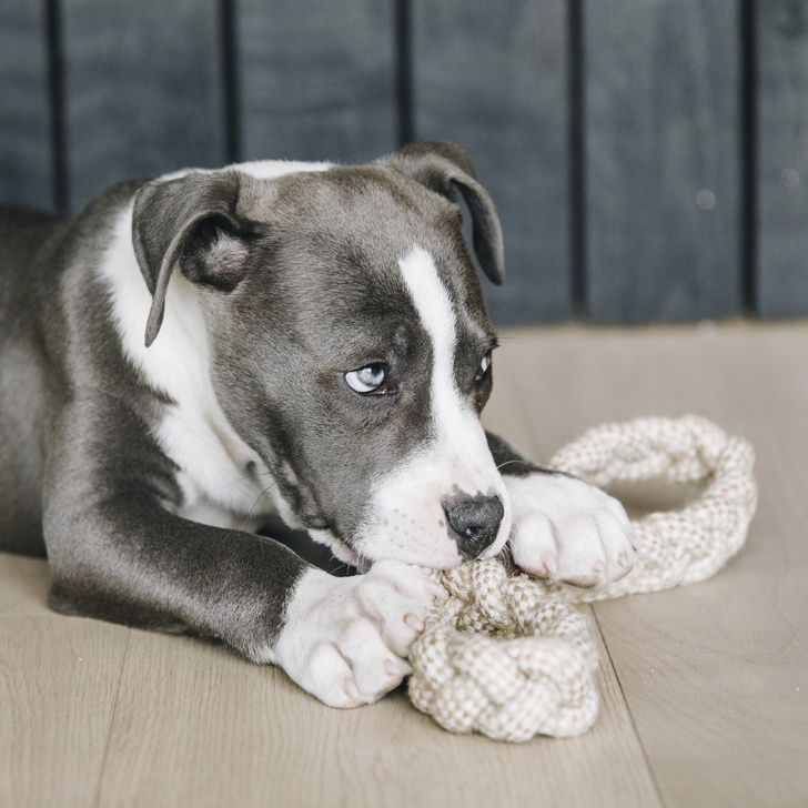 Jouet pour chien Corde en coton Beige