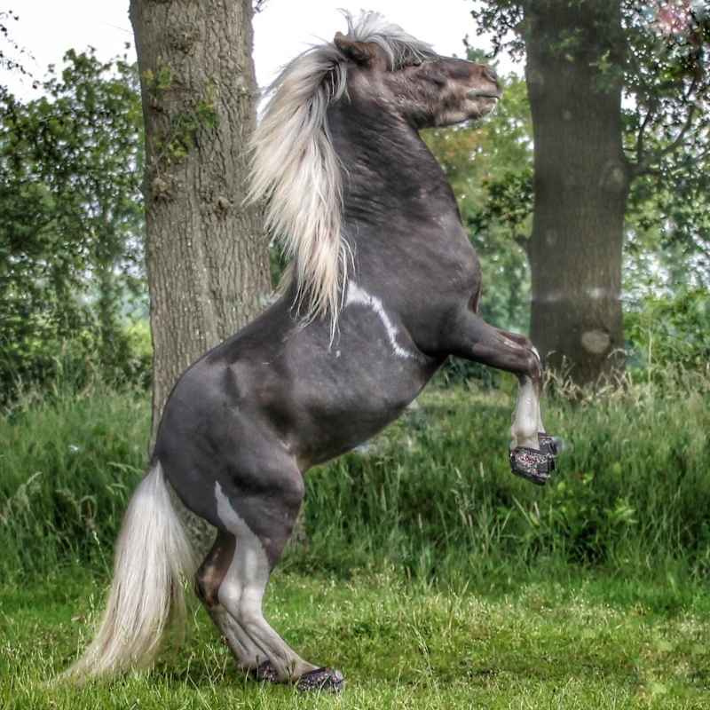 Hipposandales CLB Regular 2-pack Bling