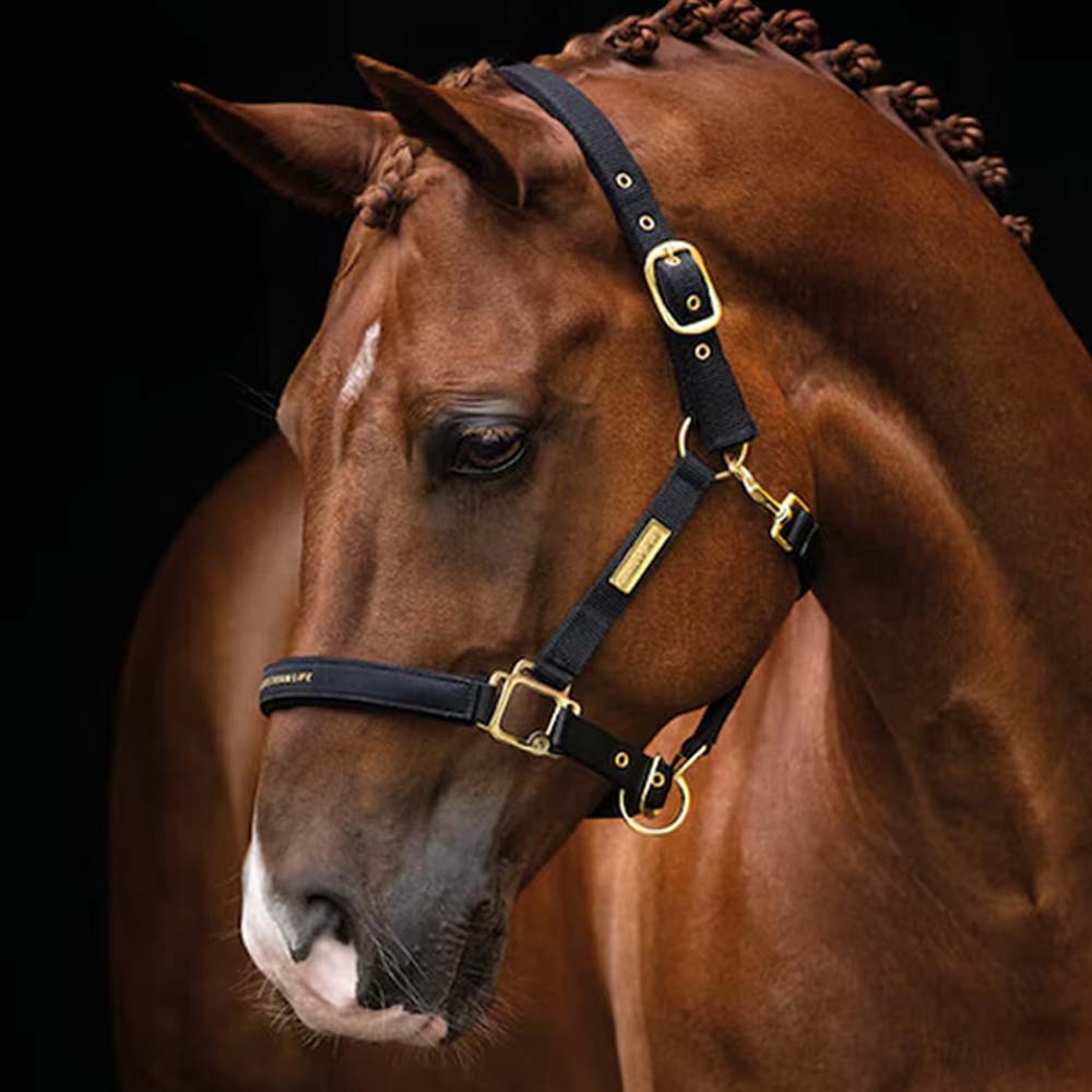 Licol HS Equestrian Life Noir