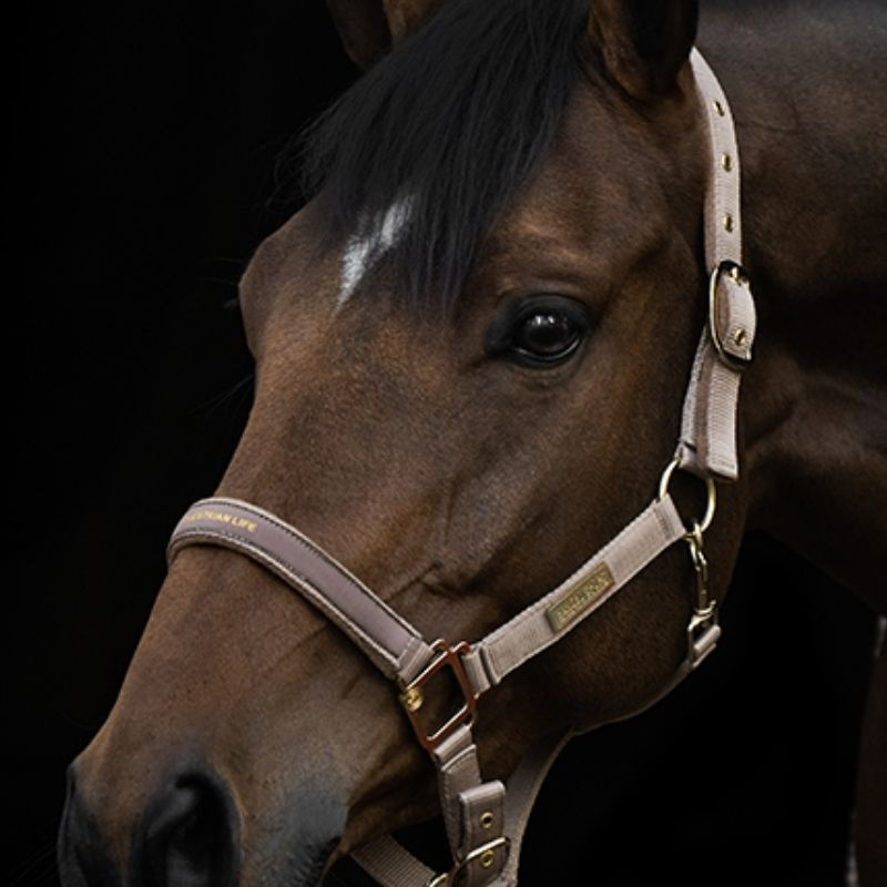 Licol HS Equestrian Life Beige