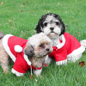 Pull pour chien Christmas avec capuche Rouge/Blanc