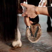 Onguent pour sabots Equi Hoof Zinc Paste 60ml Onguent pour sabots Equi Hoof Zinc Paste 60ml