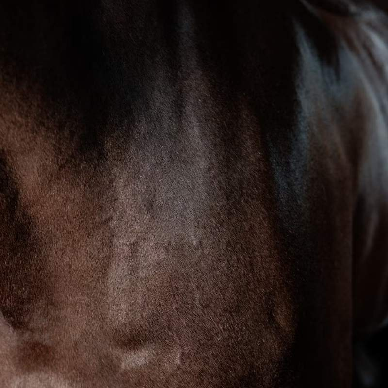 Brillance du pelage Super Shine Gloss Gel Almond 250ml