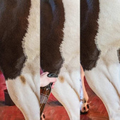 Shampooing sec Green Spot & Dust Remover Almond 500ml Shampooing sec Green Spot & Dust Remover Almond 500ml