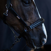Halter en cuir anatomique ES Glimmer Black Edition Halter en cuir anatomique ES Glimmer Black Edition