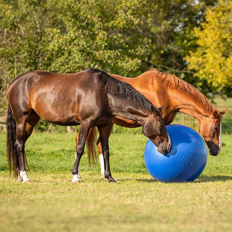 Football équestre Bleu