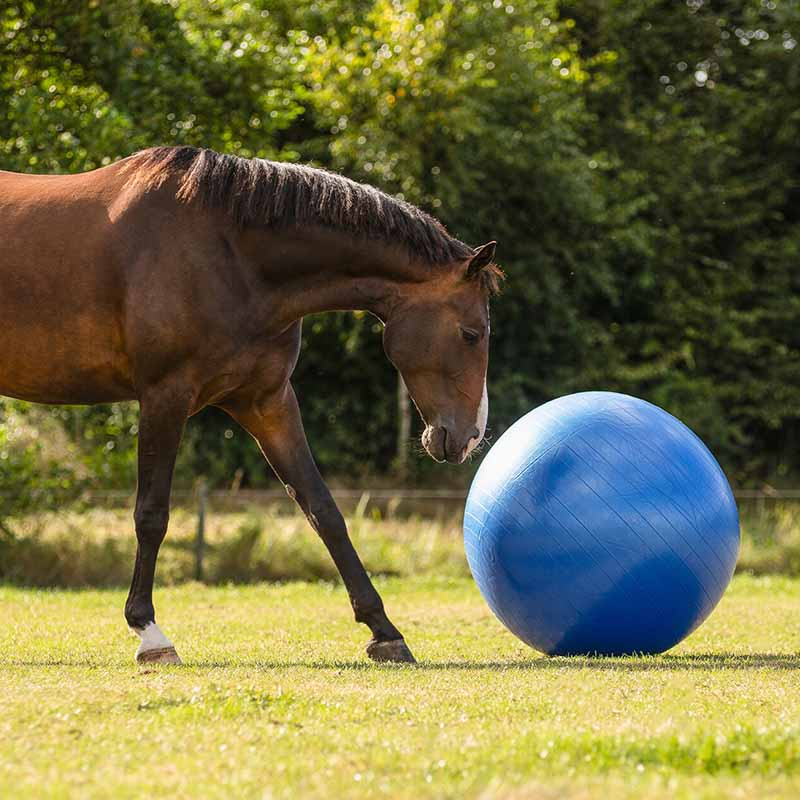 Football équestre Bleu