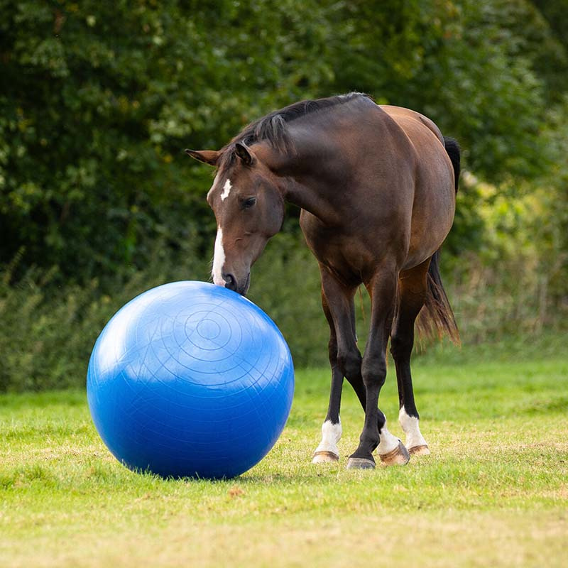 Football équestre Bleu