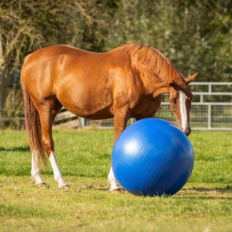 Football équestre Bleu