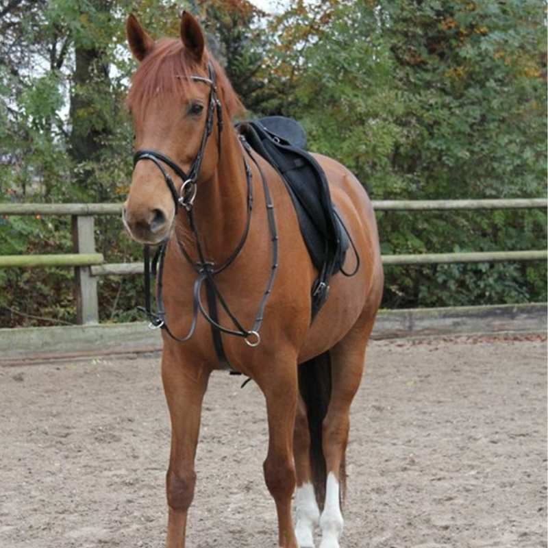 Martingale Basic Noir