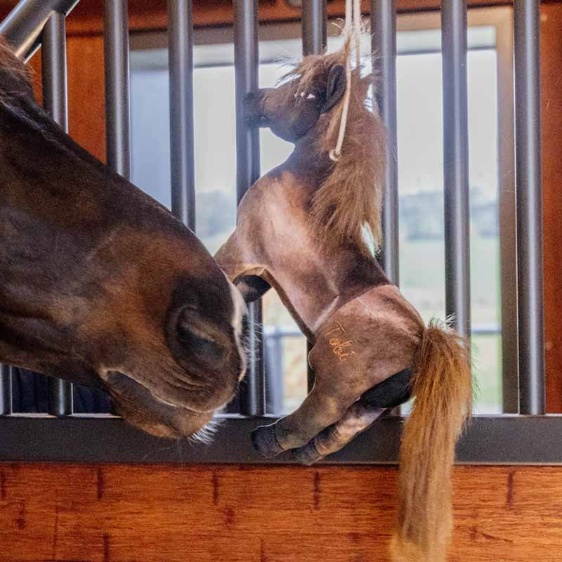 Jouet pour chevaux Tableux Relax