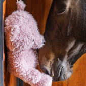 Jouet pour cheval Relax Bear Rose Jouet pour cheval Relax Bear Rose