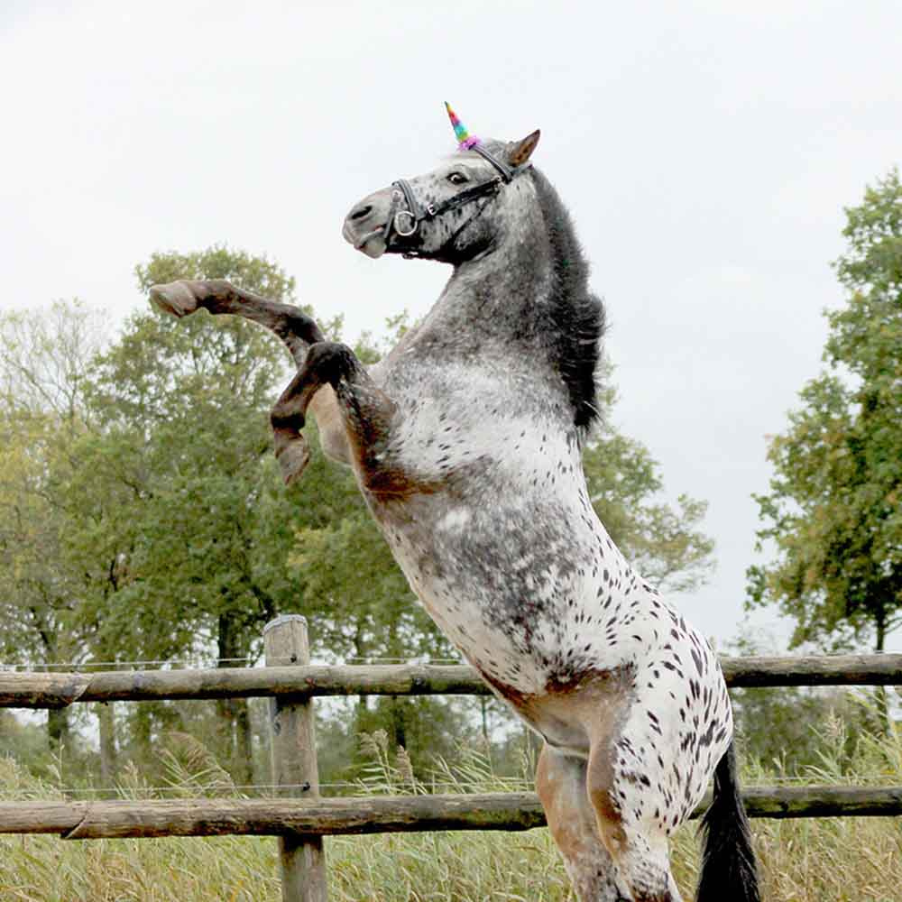 Corne de licorne Rainbow